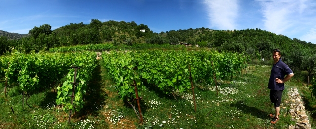 about Aris at the family vineyard